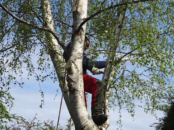 Soil Testing and Treatment in Mountain Green, UT